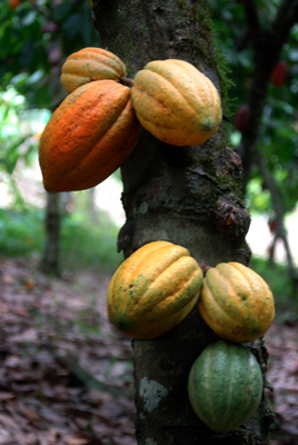Cacao aus der Dom Rep